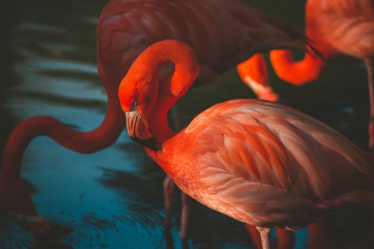 Preventing Loneliness- Lessons to Learn from Flamingos