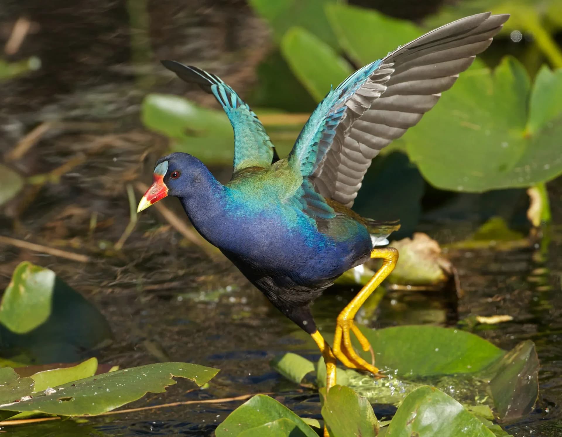 Do you know sardinia's hidden treasures - is the Eden of birds and flowers?