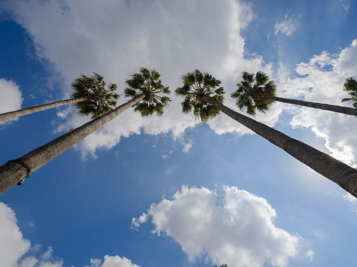 a group of palm trees reaching up into the sky