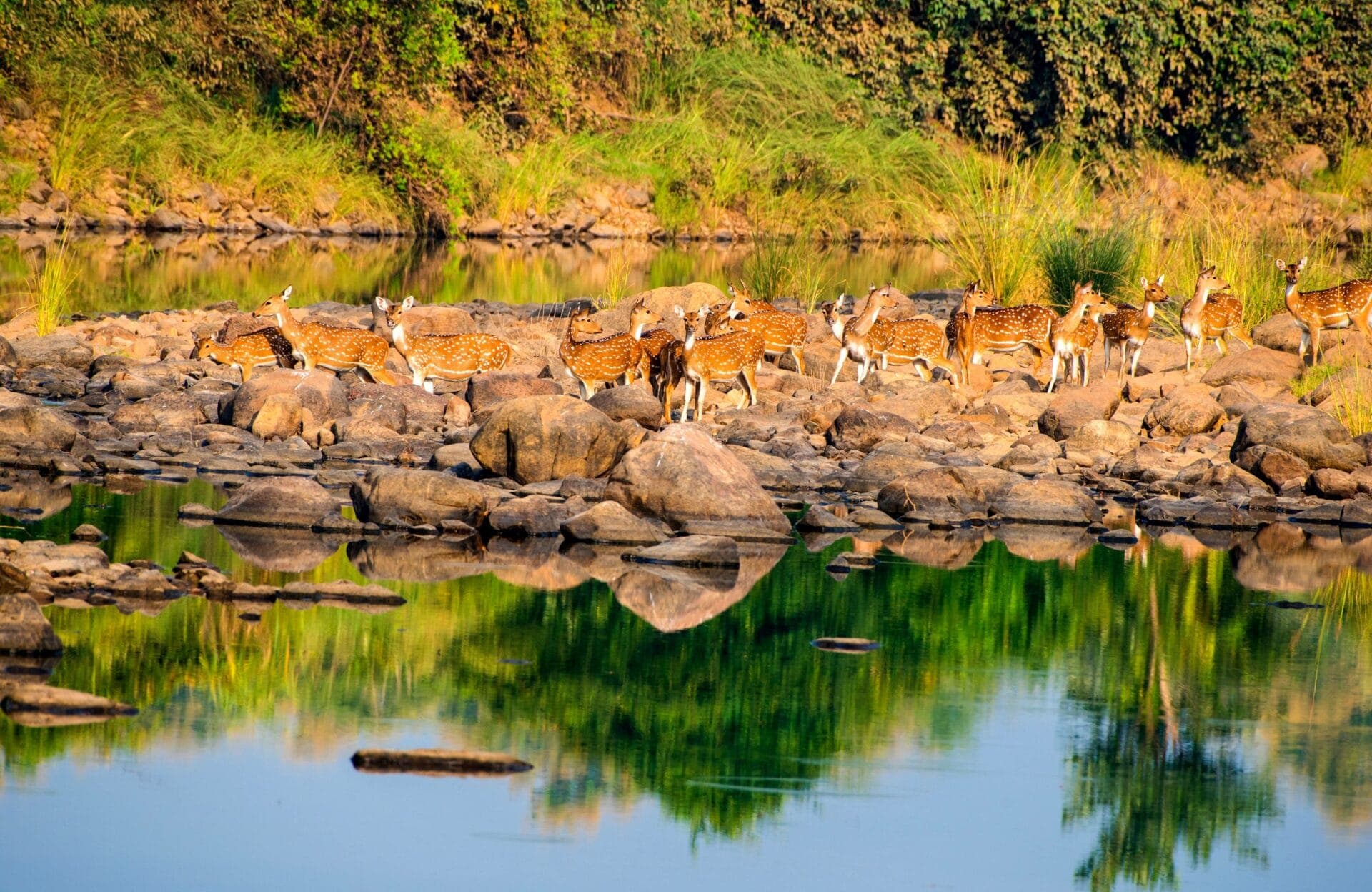 herd-of-deer-s-at-panna-nationa