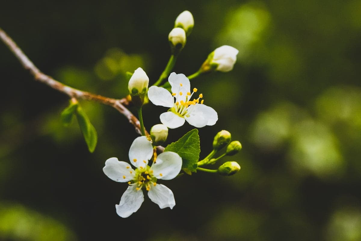 white petaled flowers