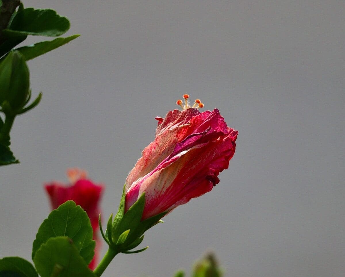 a pink flower with green leaves in the foreground