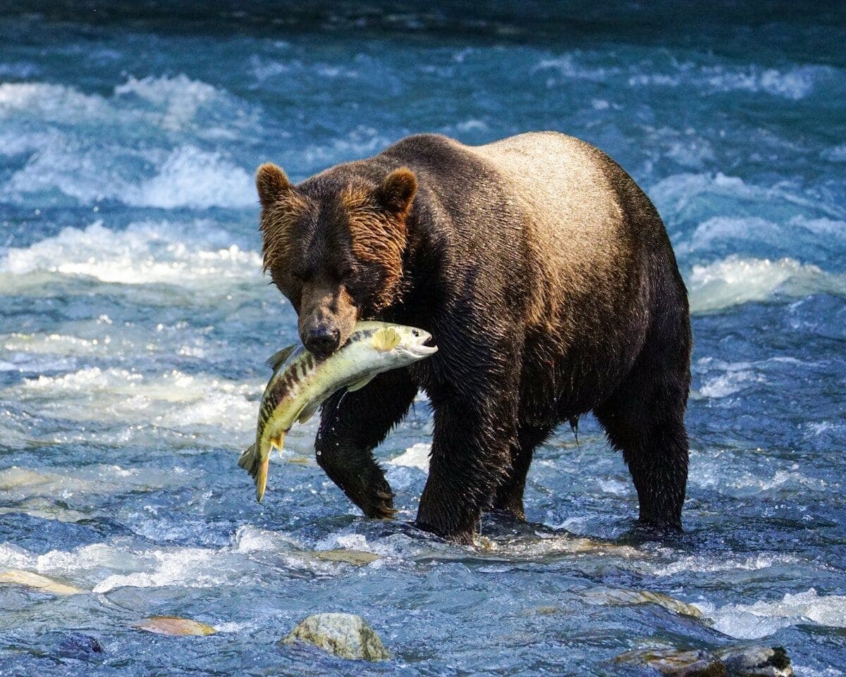 A brown bear holding a fish in its mouth