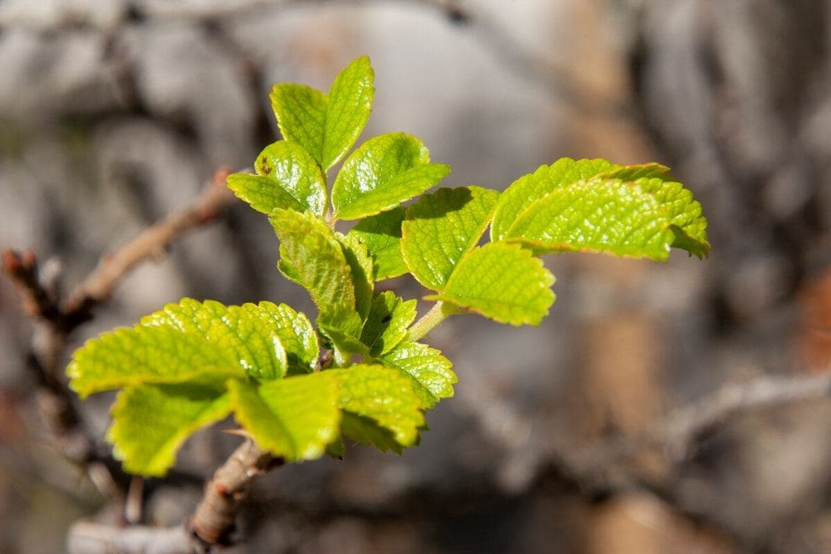 Bright green leaves on a branch.