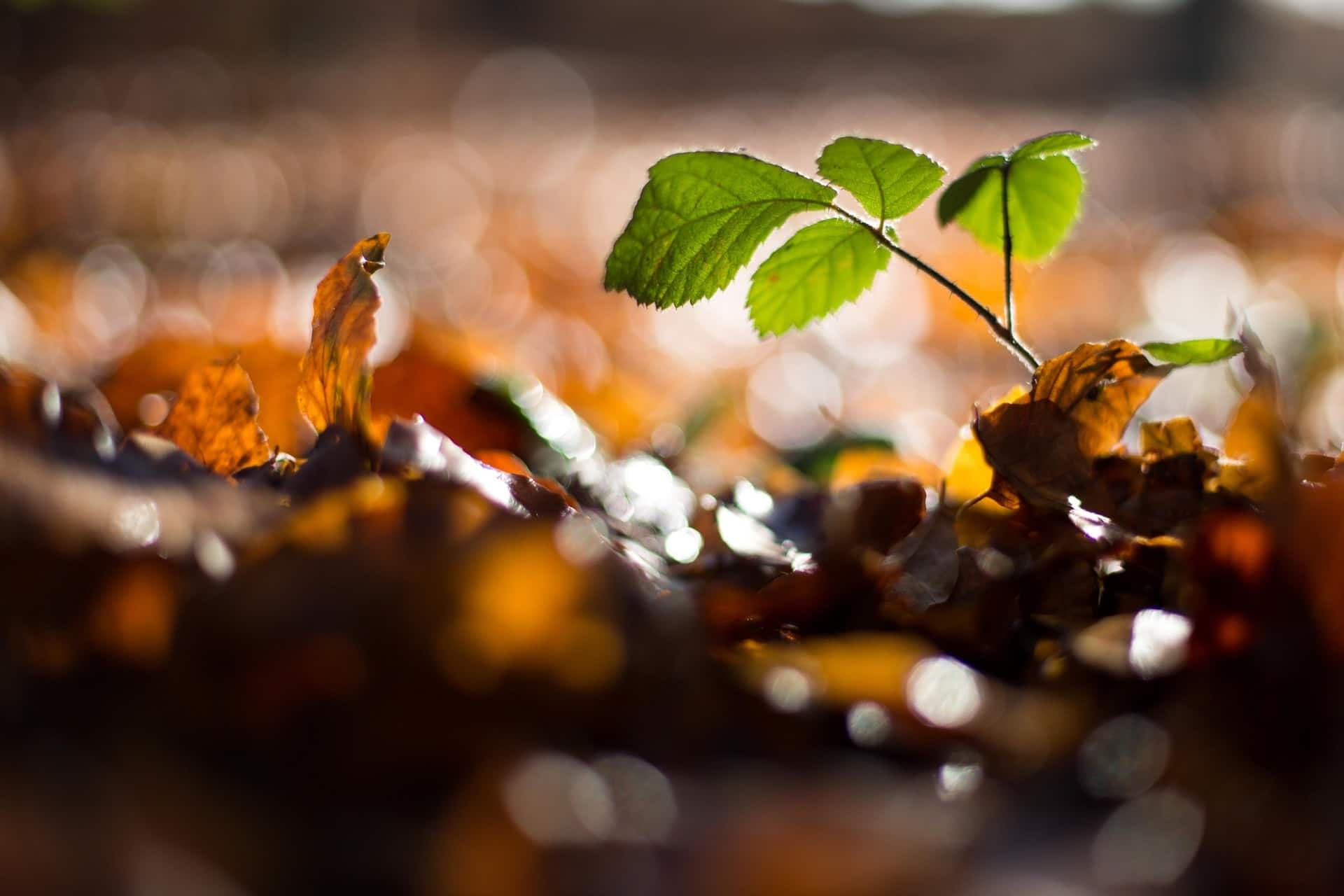 how can you heal from anxiety pandemic