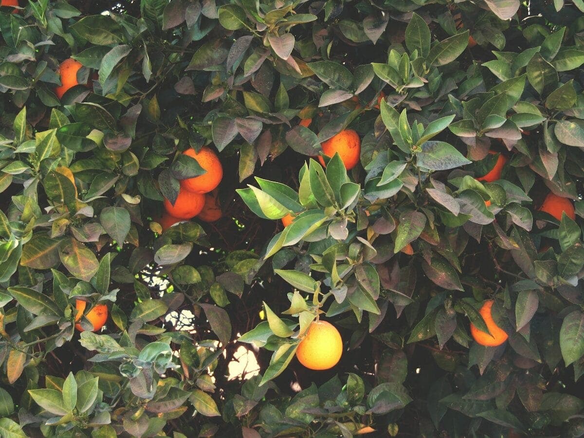 orange fruit on green leaves